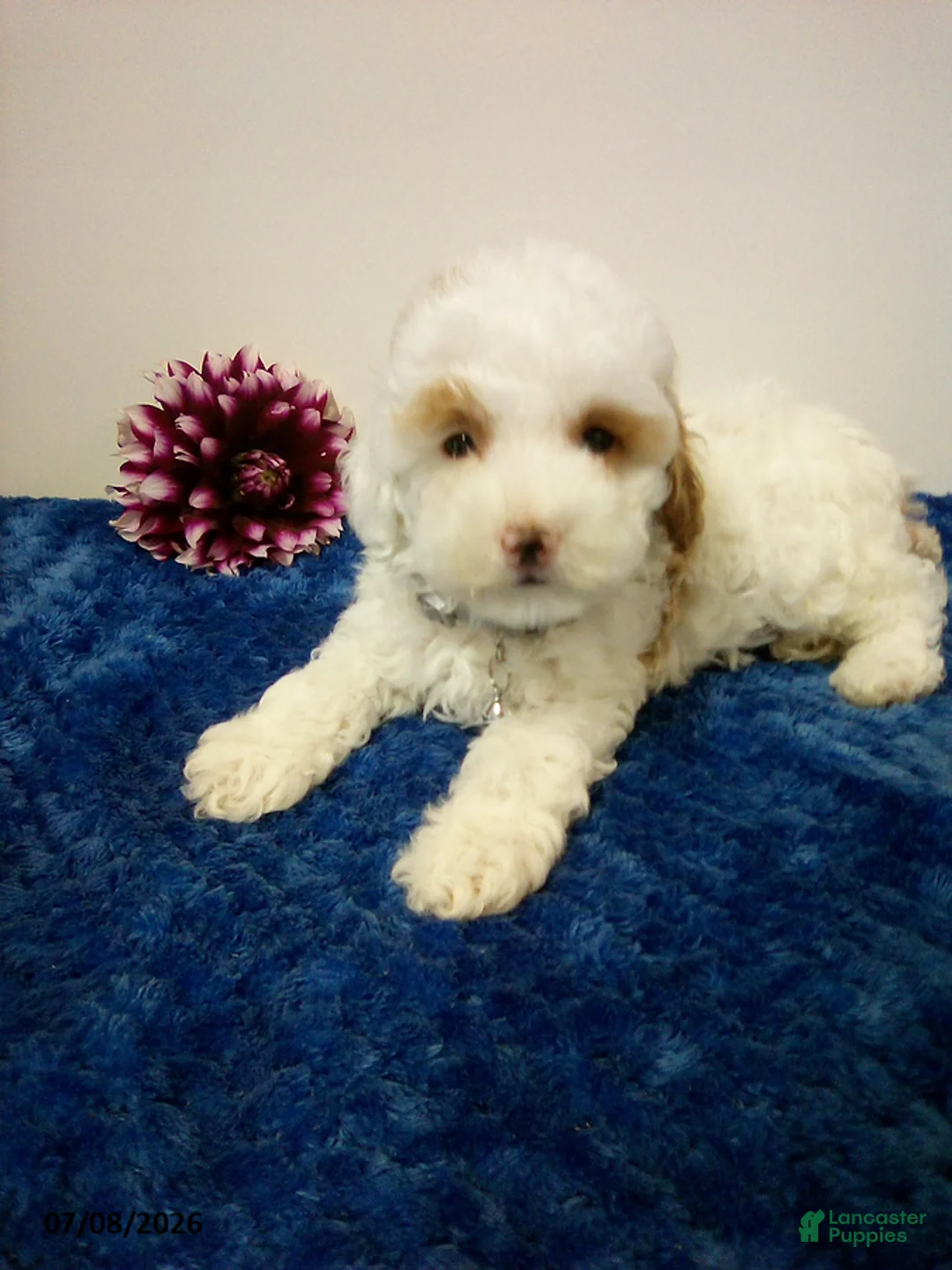 Toy Poodle dogs for sale: Burke - Ad 5