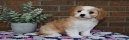 Cavachon dogs for sale: Esther - Ad 3