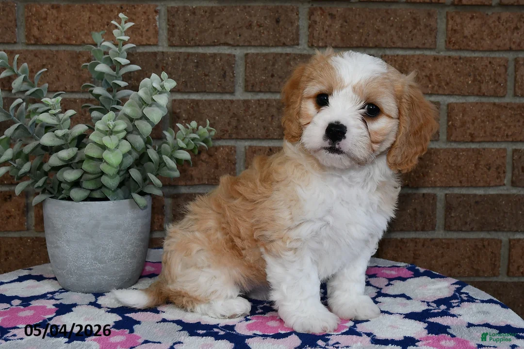 Cavachon dogs for sale: Esther - Ad 3
