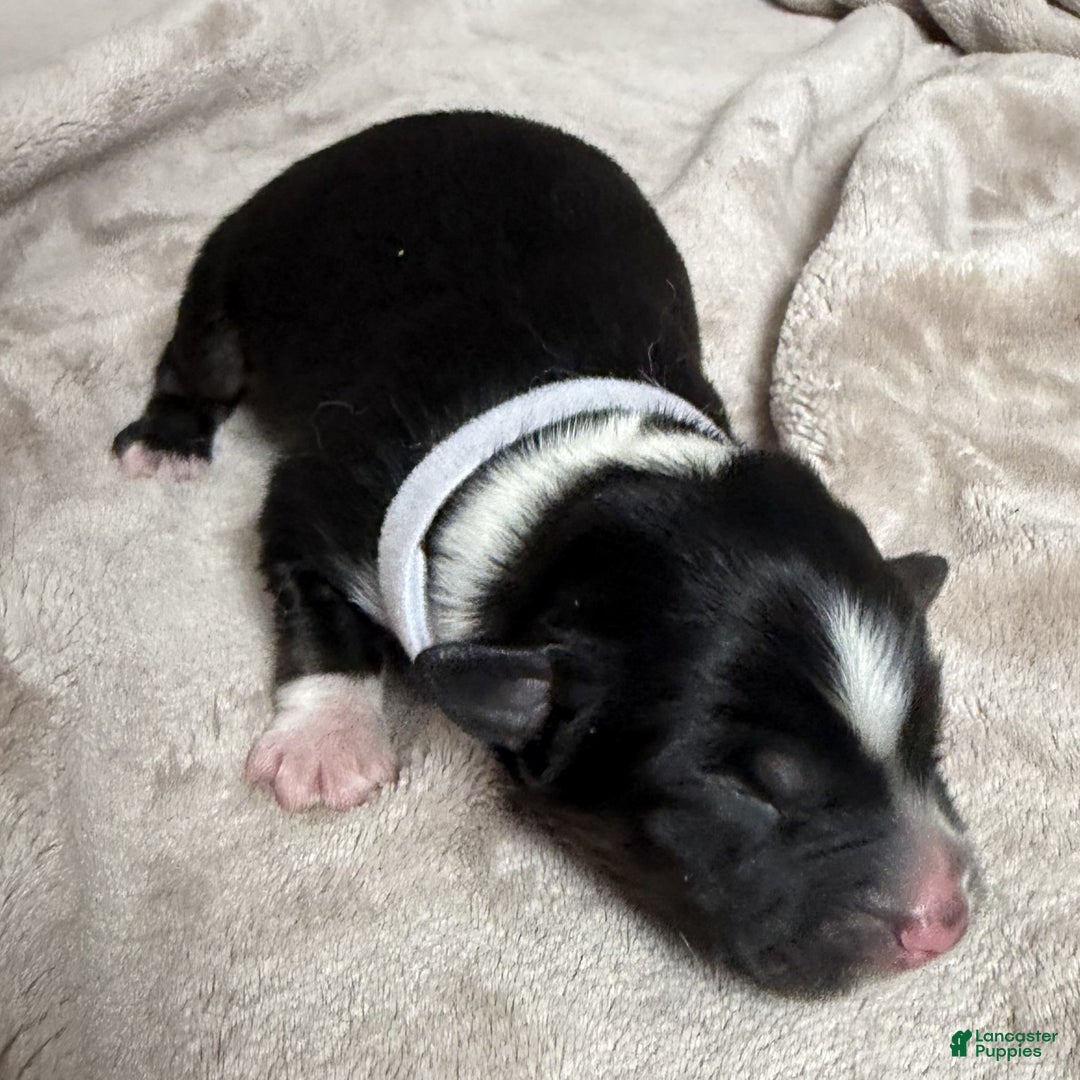 Australian Shepherd dogs for sale: Six (Noble Six) - Ad 1