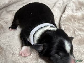 Australian Shepherd dogs Six (Noble Six) - Ad 38