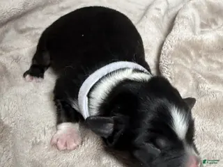 Australian Shepherd dogs Six (Noble Six) - Ad 14