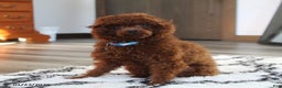 Toy Poodle dogs for sale: Abaro - Ad 12