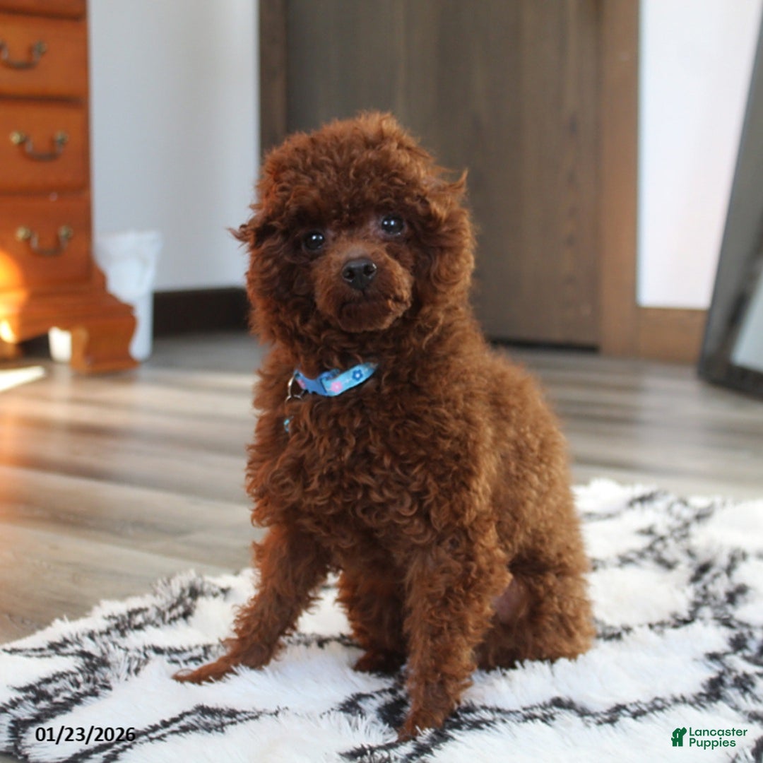 Toy Poodle dogs for sale: Abaro - Ad 12