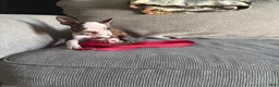 Boston Terrier dogs for sale: Boston Terrier 1 - Ad 5