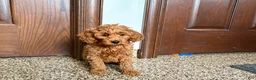 Cockapoo dogs for sale: Cockapoo male 1 - Ad 4