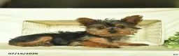 Yorkshire Terrier dogs for sale: Patrick - Ad 2