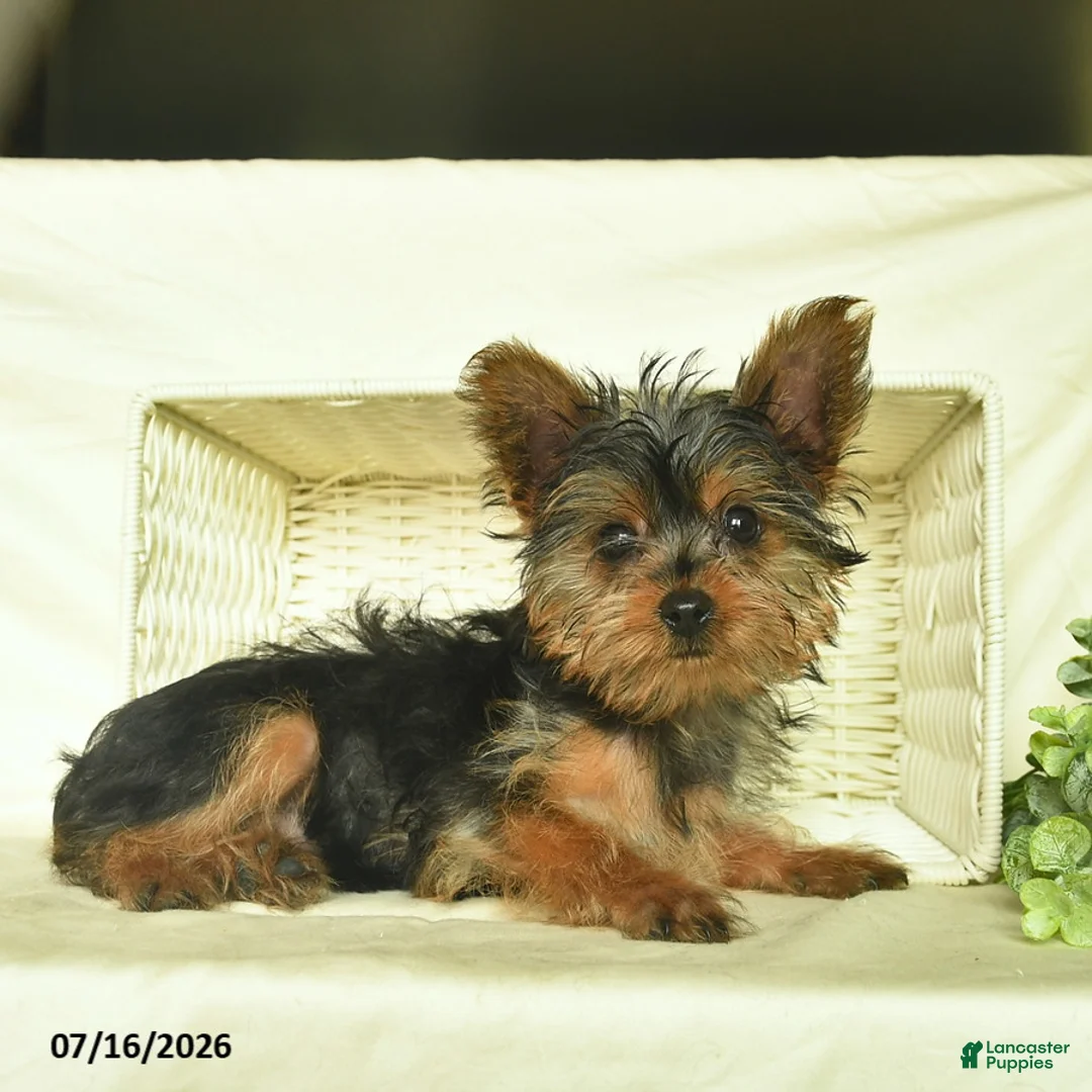 Yorkshire Terrier dogs for sale: Patrick - Ad 2