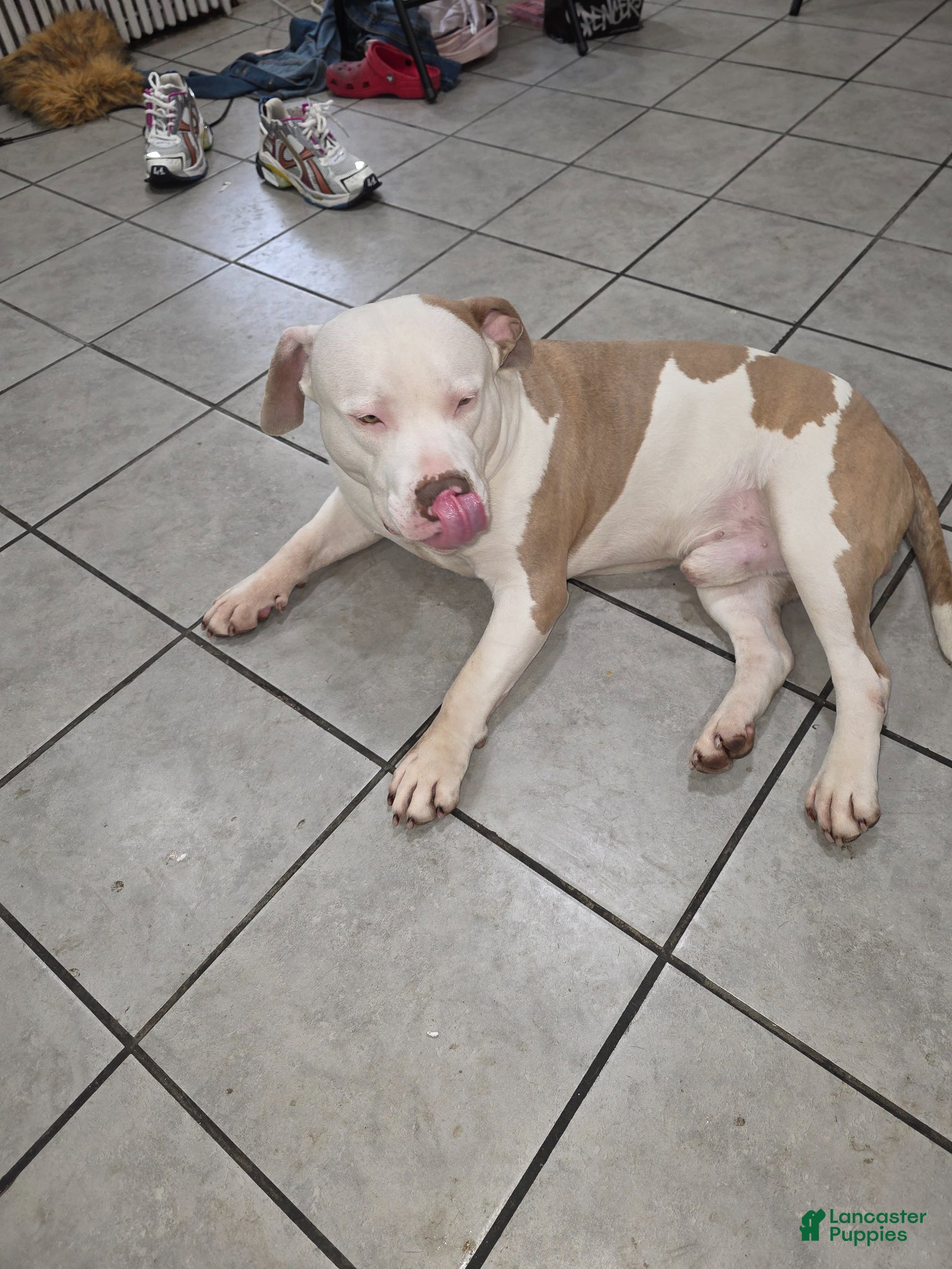 American Staffordshire Terrier dogs Broadway dogs - Ad 1