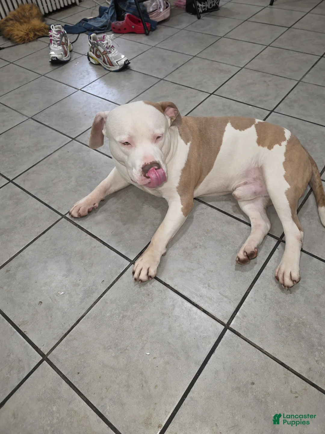 American Staffordshire Terrier dogs for stud: Broadway dogs - Ad 1