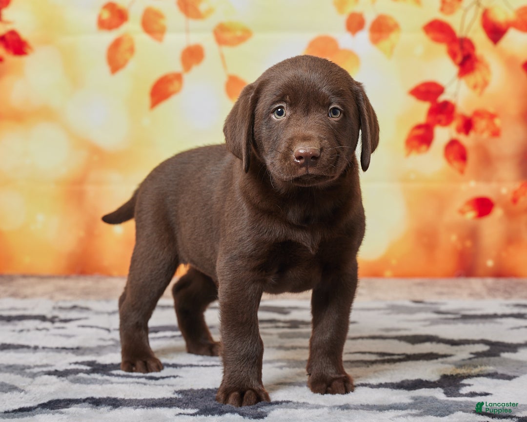 Hunter for sale in Sugarcreek Lancaster Puppies