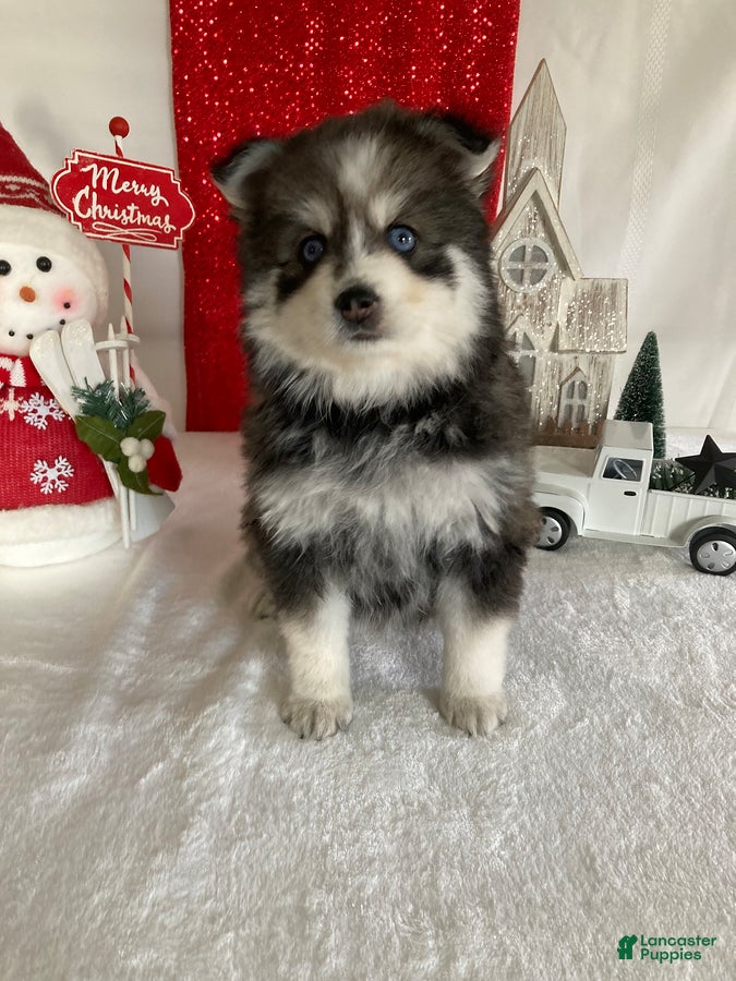 Pomsky dogs Mart - Ad 30
