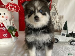 Pomsky dogs Mart - Ad 16