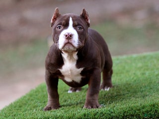 American Bully dogs Chocolate Ghost Tri Female - Ad 3