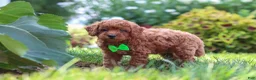 Miniature Poodle dogs for sale: Charlie - Ad 8