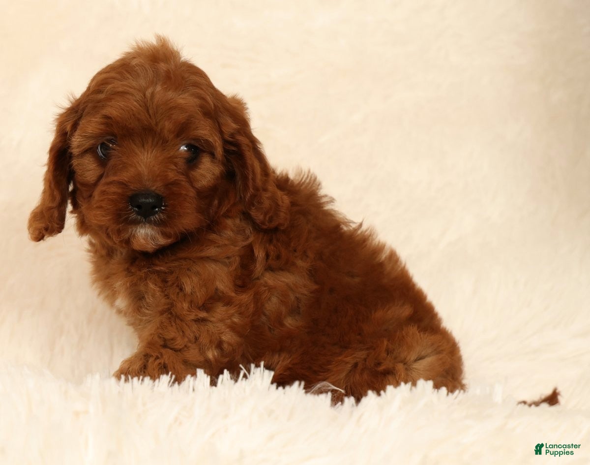 Cavapoo dogs Roger - Ad 2