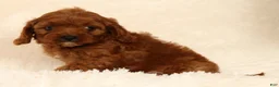 Cavapoo dogs for sale: Roger - Ad 3