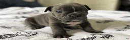 French Bulldog dogs for sale: Big Blue - Ad 6