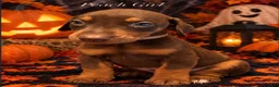 Doberman Pinscher dogs for sale: Peach puppy - Ad 1