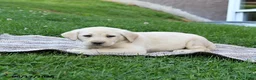 Labrador Retriever dogs for sale: Goldie - Ad 3