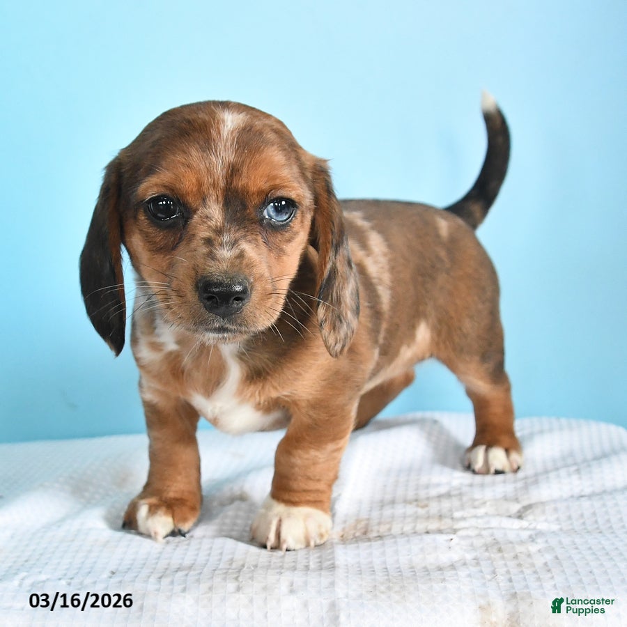 Mixed Breed dogs Lady - Ad 2