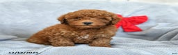 Miniature Poodle dogs for sale: Roman - Ad 5