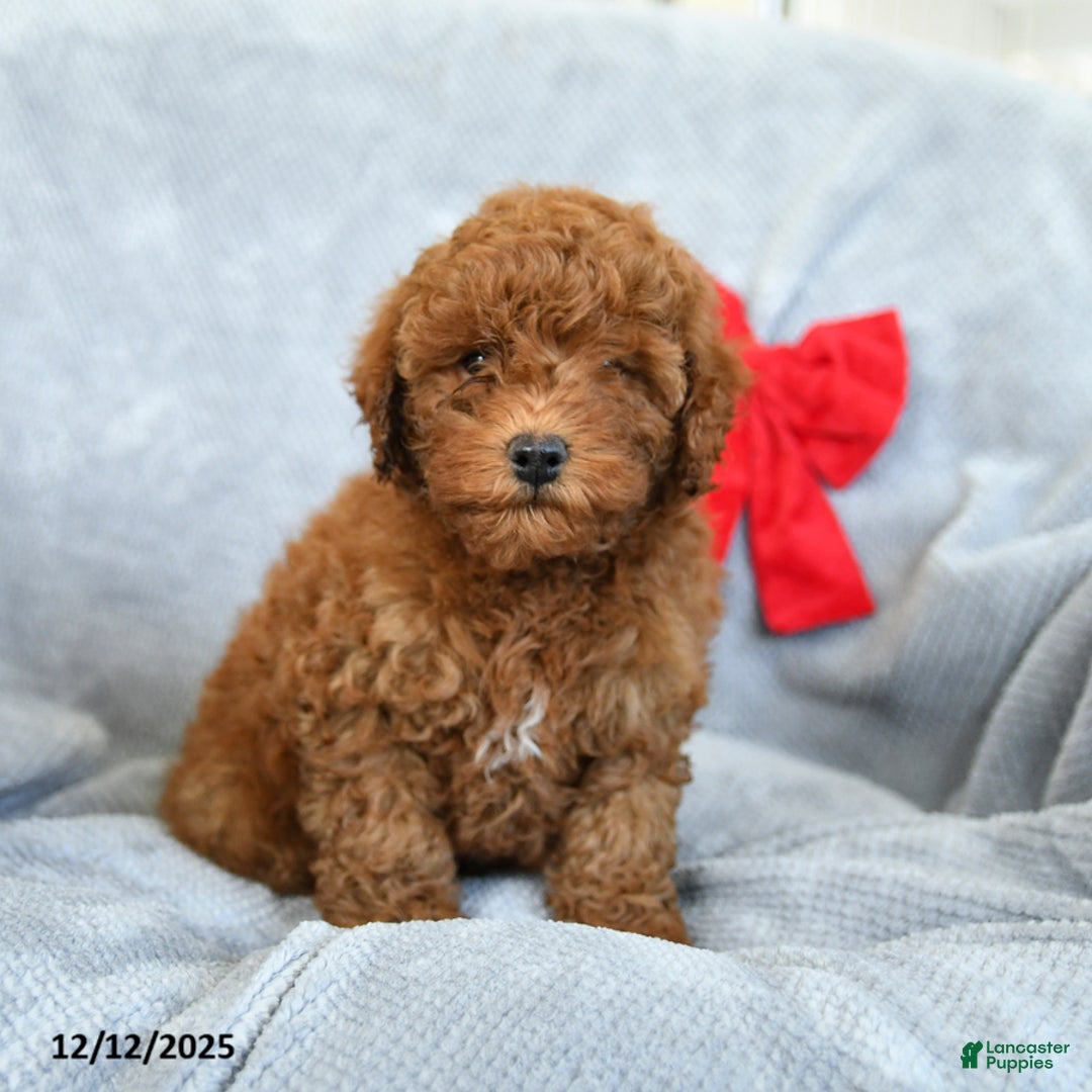 Miniature Poodle dogs for sale: Roman - Ad 5