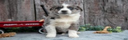 Mixed Breed dogs for sale: Laura - Ad 2