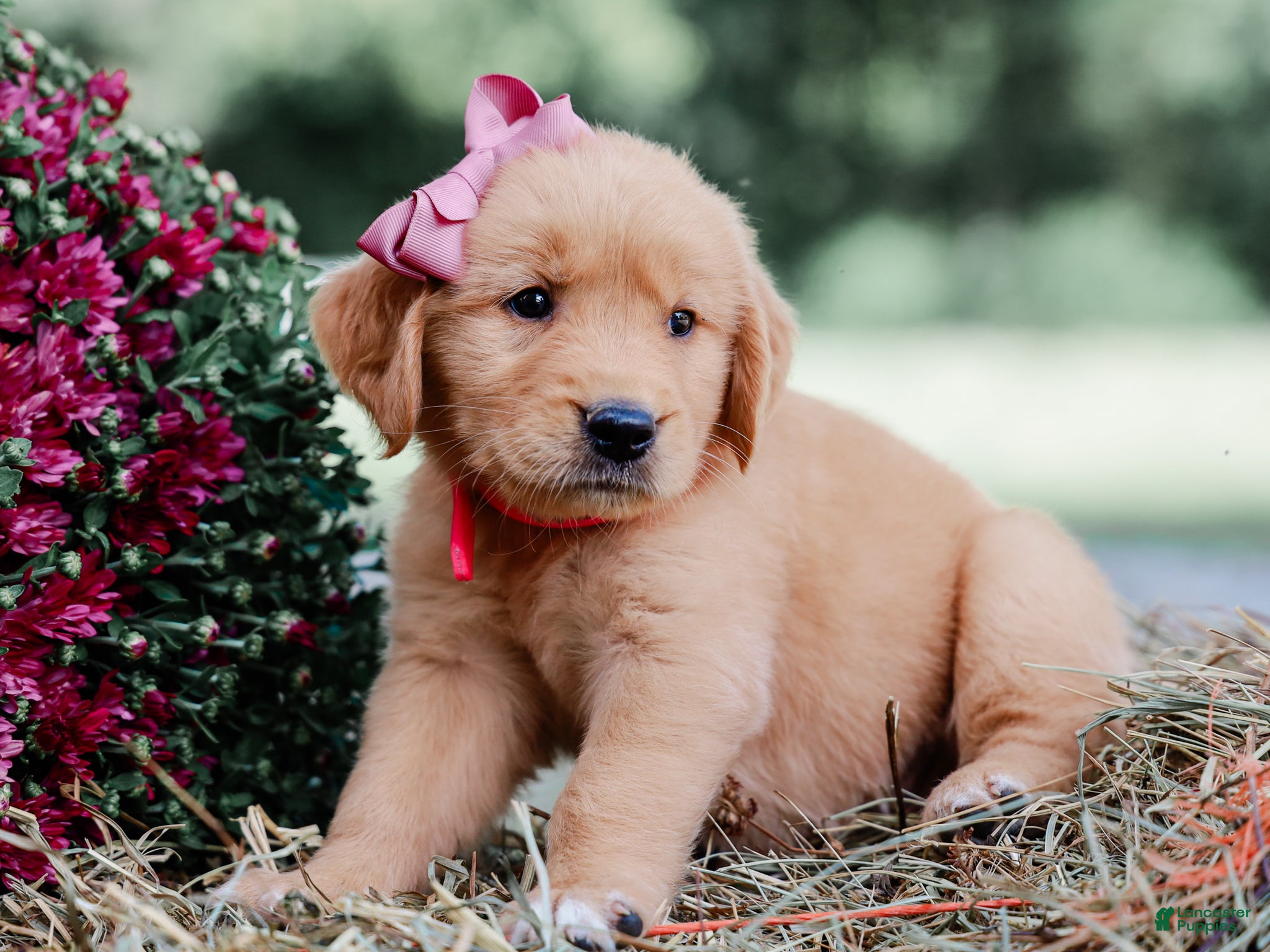Golden Retriever dogs Andrea AKC Golden Retriever - Ad 1