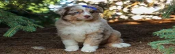 Miniature Australian Shepherd dogs for sale: LUCKY - Ad 1