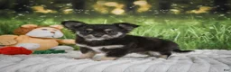 Chihuahua dogs for sale: Princess - Ad 2