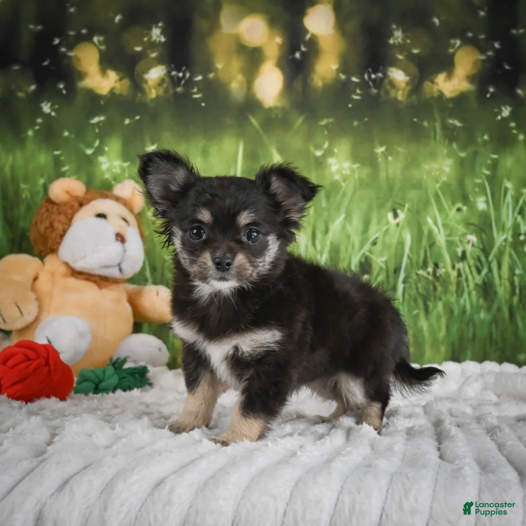 Chihuahua dogs for sale: Princess - Ad 2