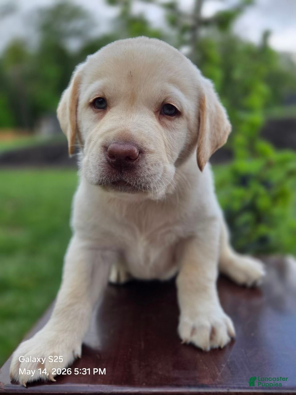 Labrador Retriever dogs Big Boy  - Ad 2