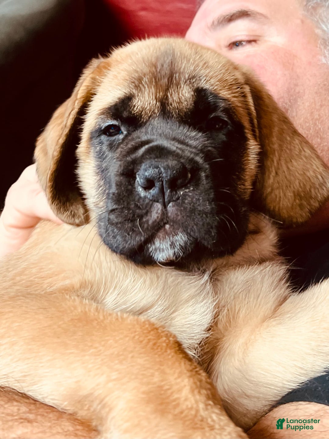 Gallery Image {{count}}