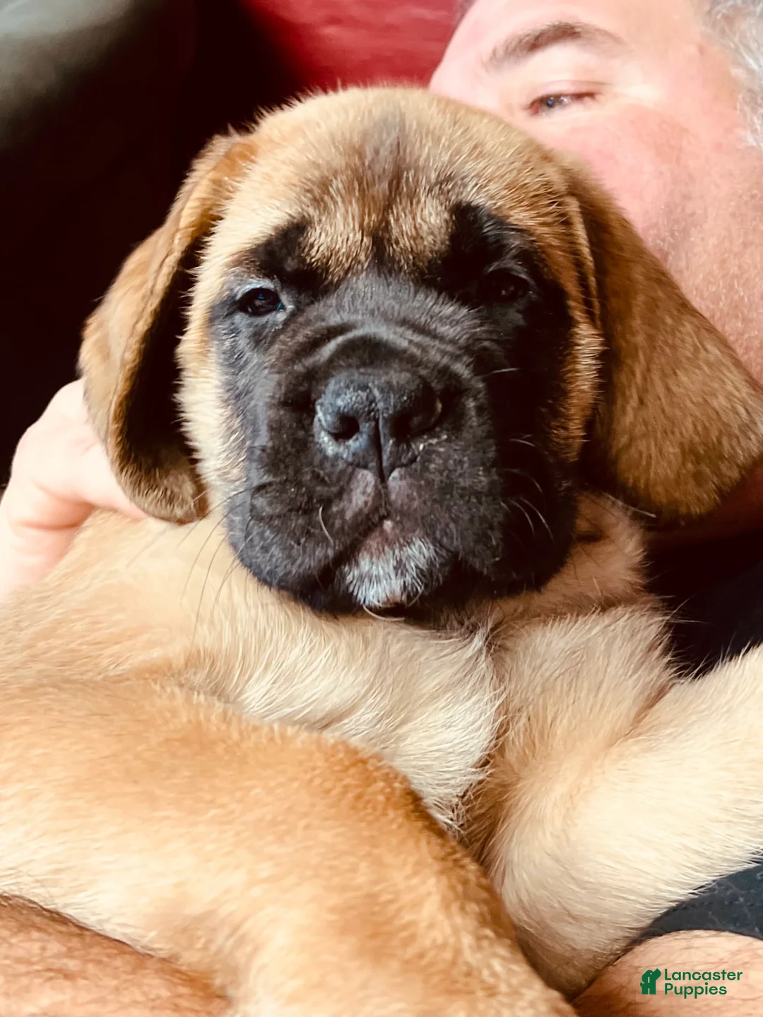 Gallery Image {{count}}