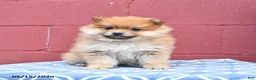 Pomeranian dogs for sale: Nora - Ad 3