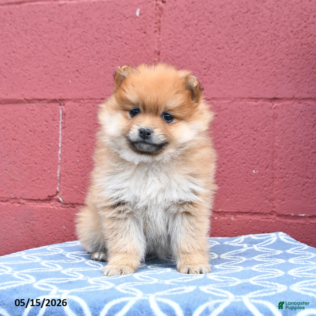 Pomeranian dogs for sale: Nora - Ad 3