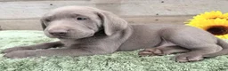Labrador Retriever dogs for sale: Silver Sonny - Ad 3