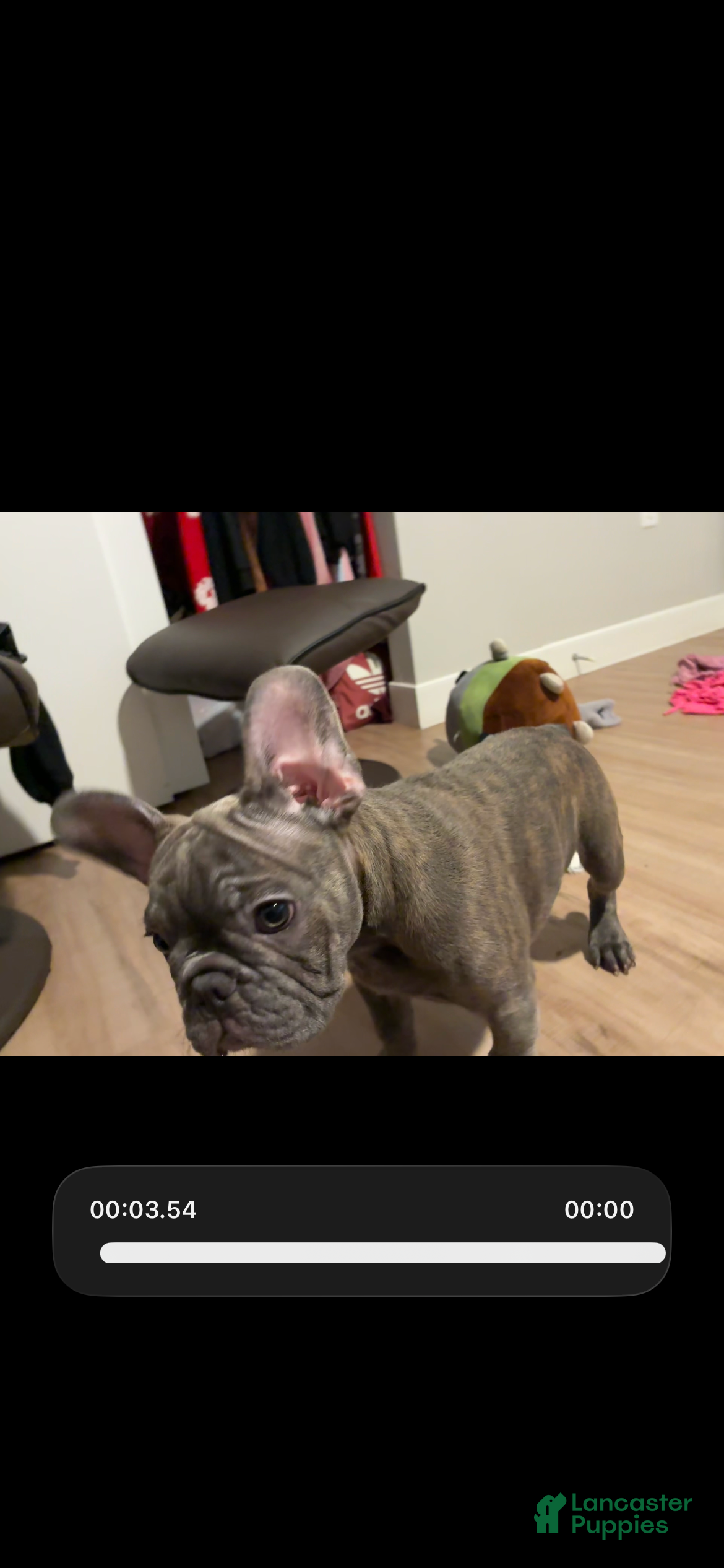 French Bulldog dogs Kilo  - Ad 38