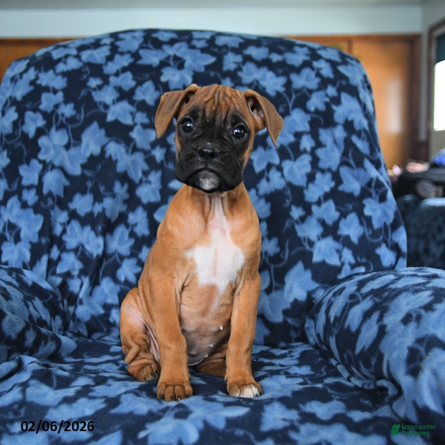 Boxer dogs Rosy - Ad 2