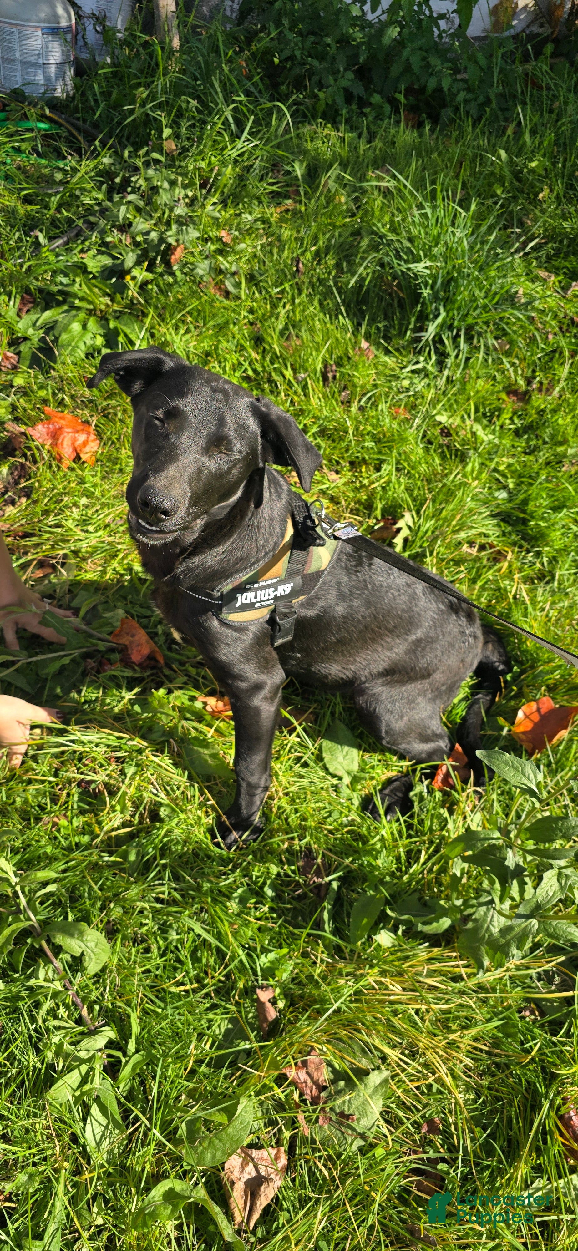 Mixed Breed dogs Darth - Ad 2