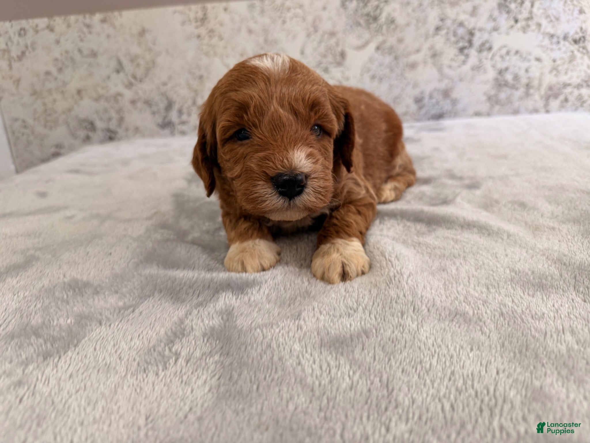 Mini Goldendoodle dogs Cole - Ad 18