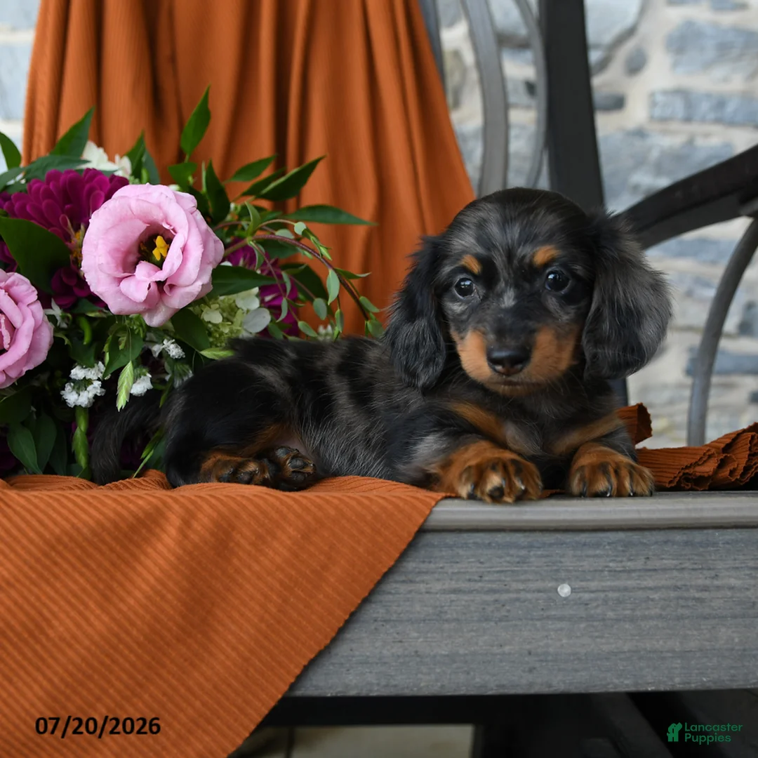 Miniature Dachshund dogs for sale: Zaden - Ad 2
