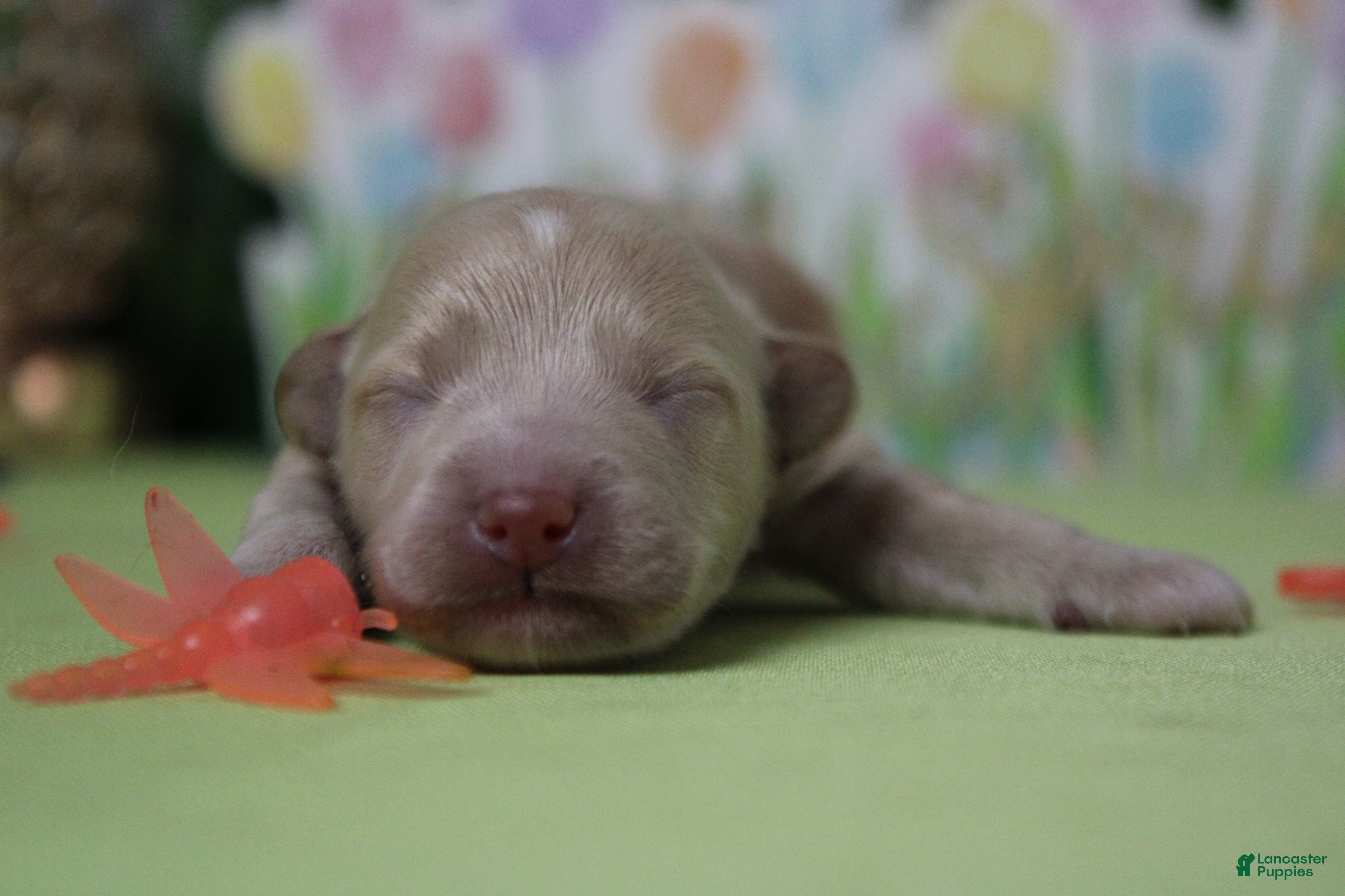 Havapoo dogs Violet - Ad 5