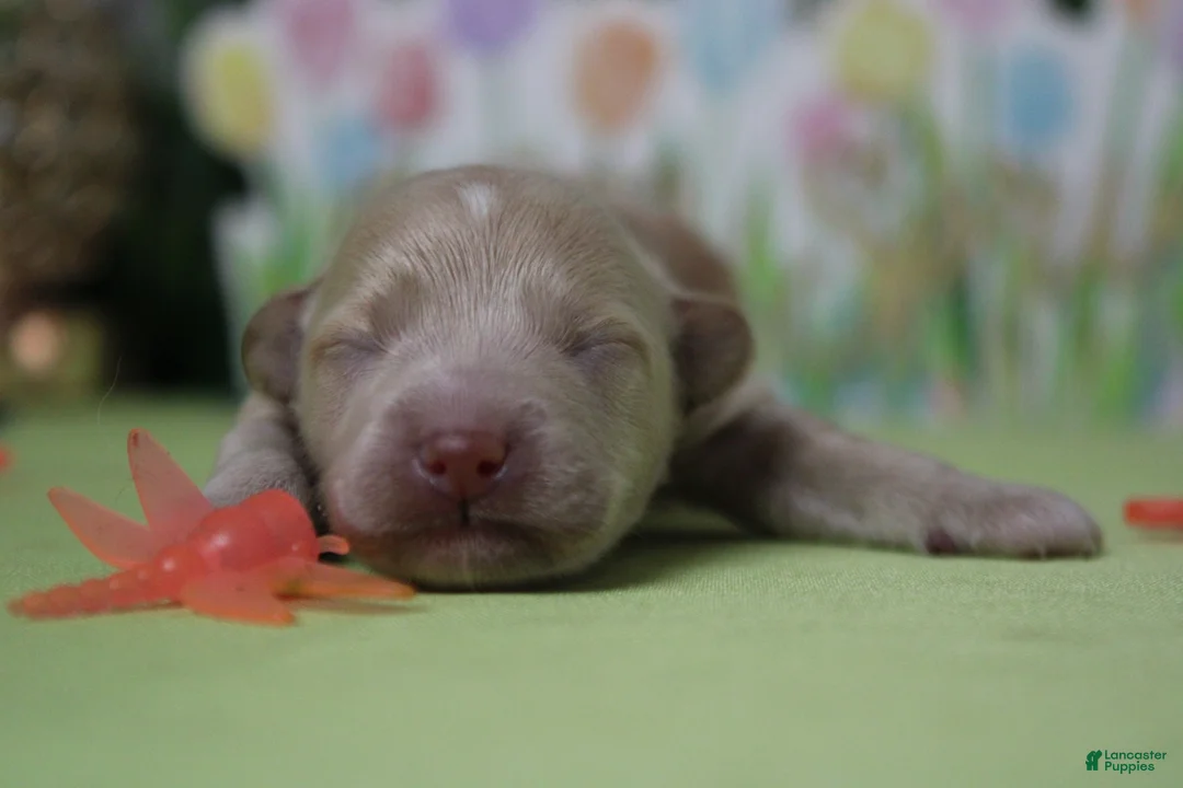 Havapoo dogs for sale: Violet - Ad 1