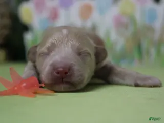 Havapoo dogs Violet - Ad 5