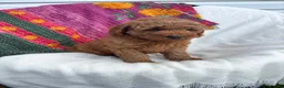 Mini Goldendoodle dogs for sale: Hermione  - Ad 4