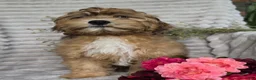 Shihpoo dogs for sale: Mayson - Ad 13