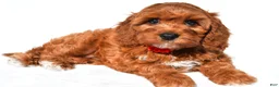 Cavapoo dogs for sale: Jana - Ad 2