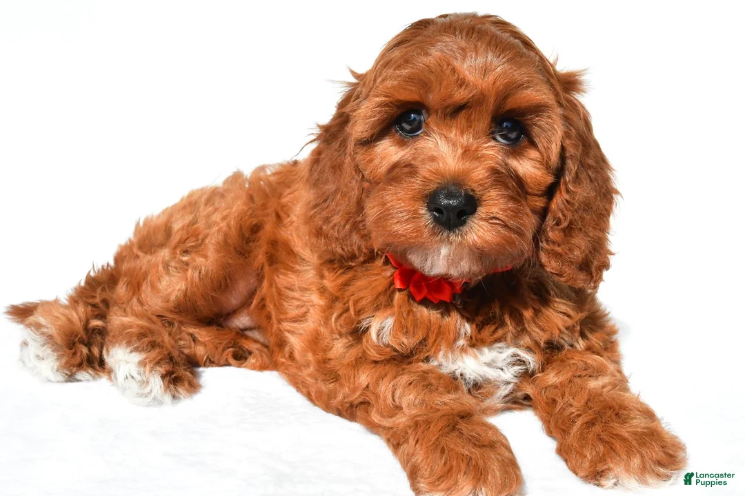 Cavapoo dogs for sale: Jana - Ad 2